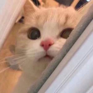 jizzjizz日韩24视频
